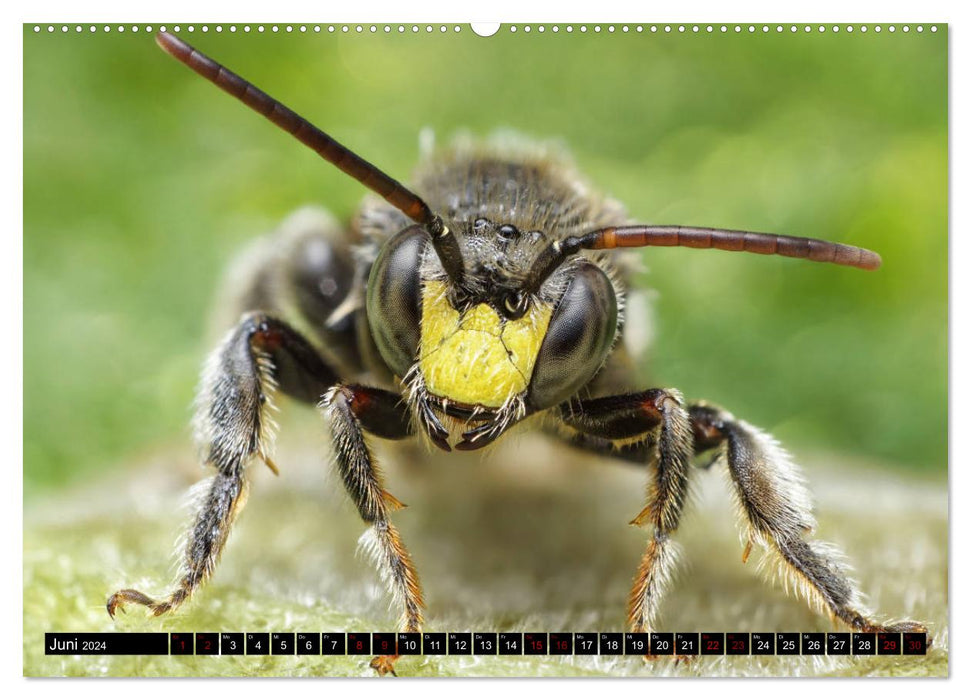 Fascination with macro photography: wasps and bees (CALVENDO Premium Wall Calendar 2024) 