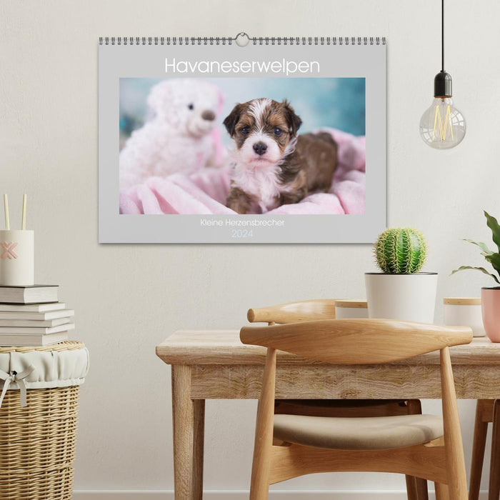 Havanese puppies - little heartbreakers (CALVENDO wall calendar 2024) 