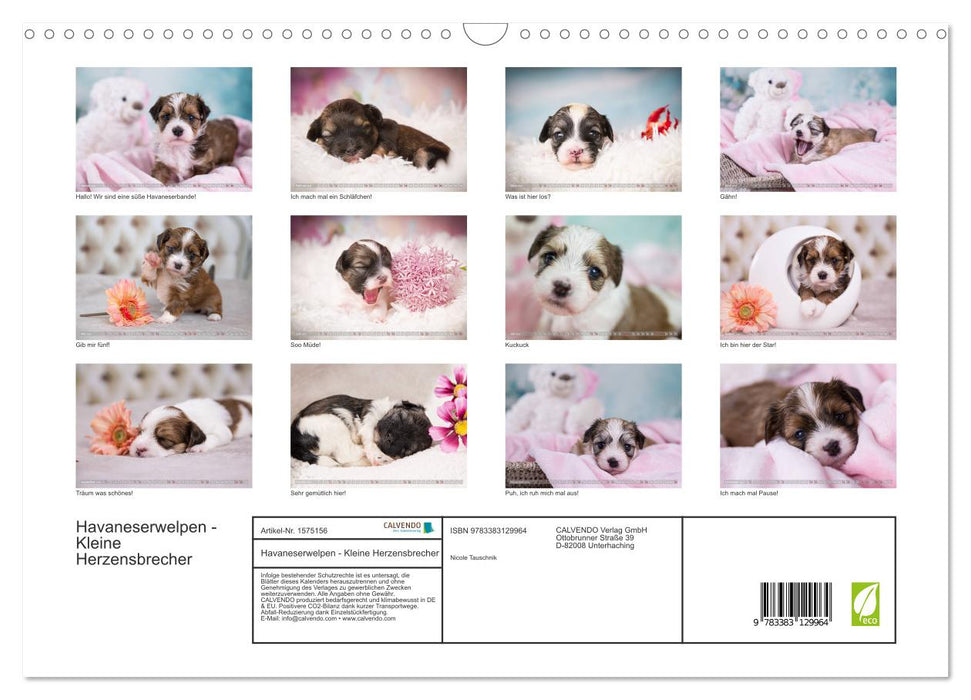 Havanese puppies - little heartbreakers (CALVENDO wall calendar 2024) 