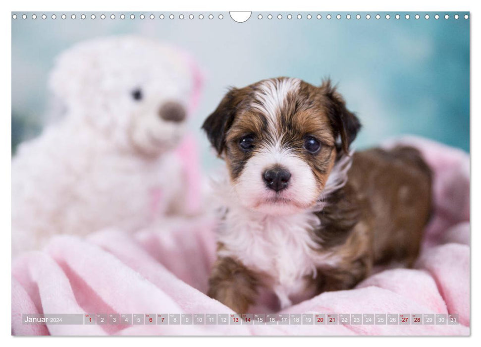 Havanese puppies - little heartbreakers (CALVENDO wall calendar 2024) 