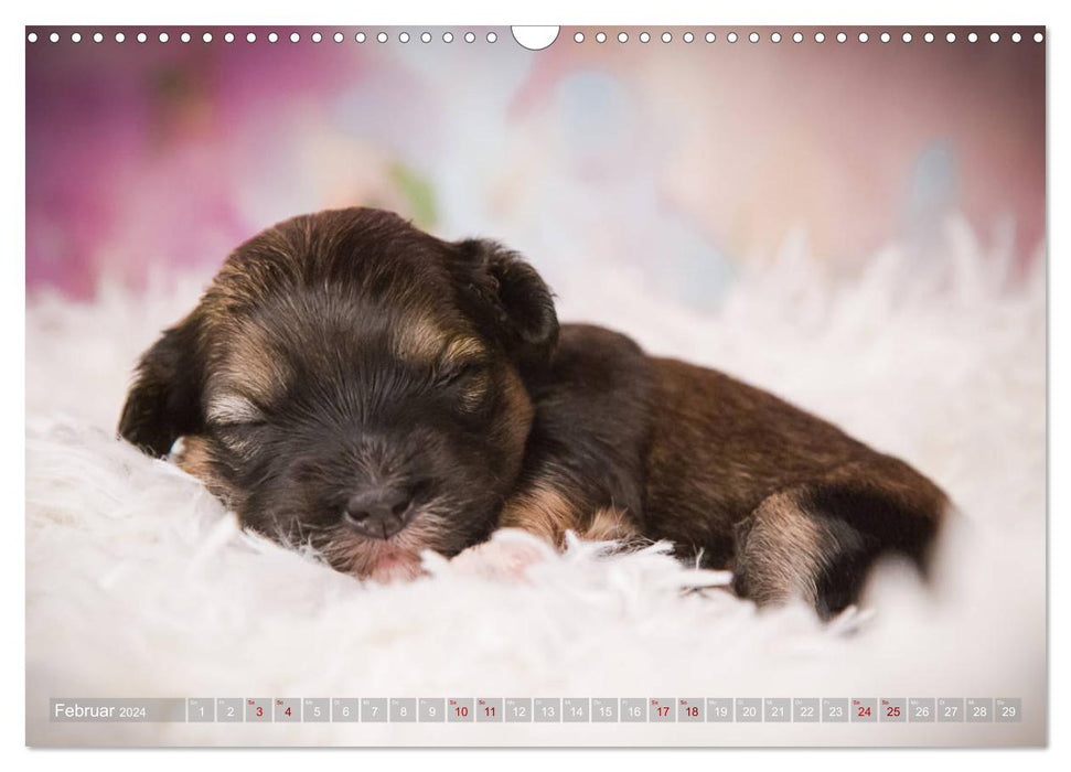 Chiots bichons havanais - petits briseurs de cœur (calendrier mural CALVENDO 2024) 