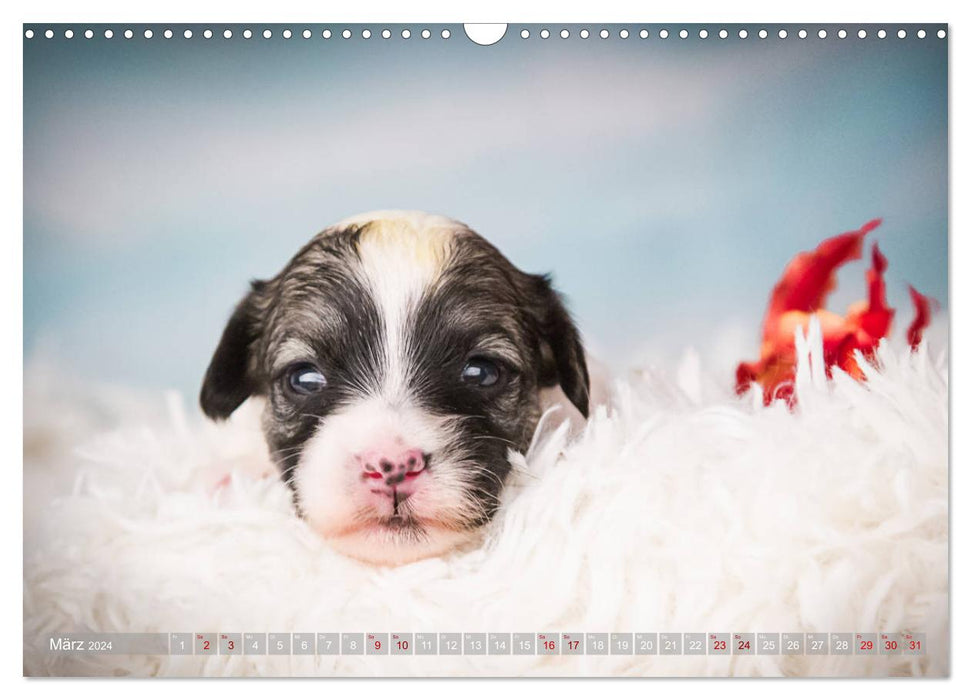 Havanese puppies - little heartbreakers (CALVENDO wall calendar 2024) 