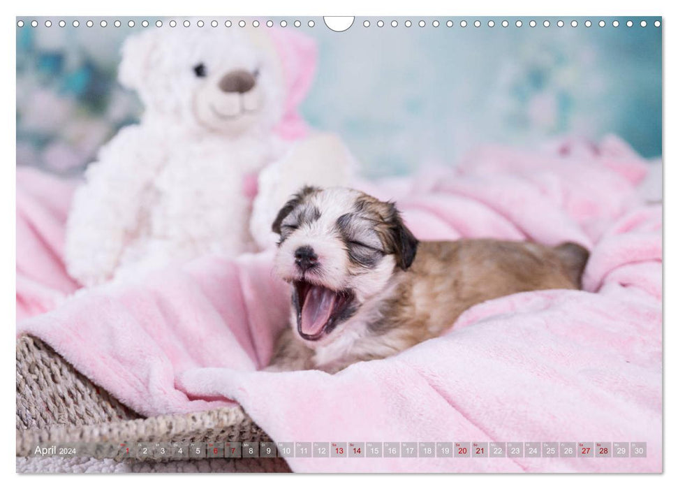 Havanese puppies - little heartbreakers (CALVENDO wall calendar 2024) 