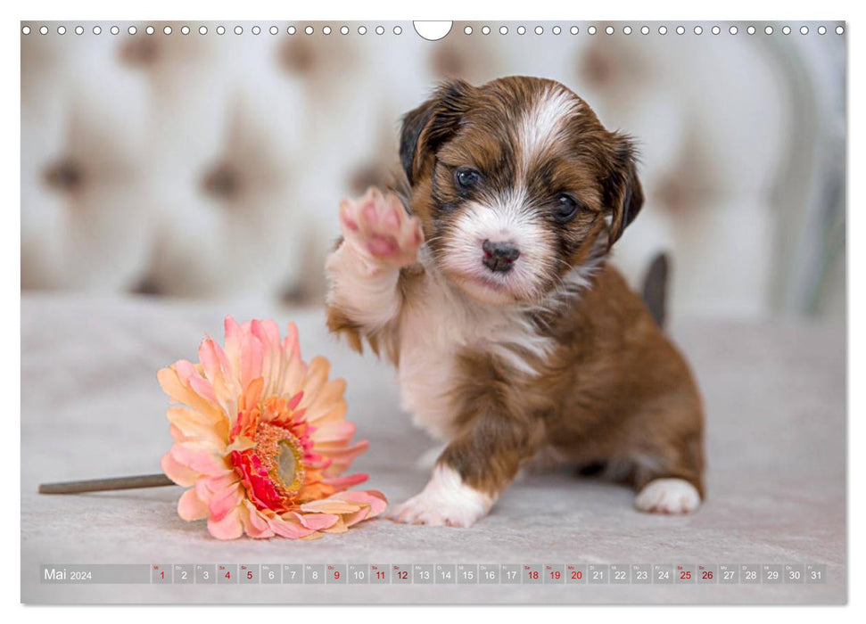 Havanese puppies - little heartbreakers (CALVENDO wall calendar 2024) 