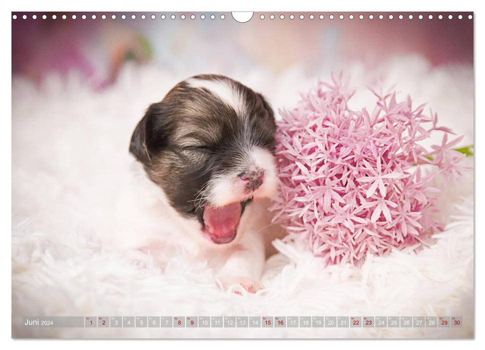 Havanese puppies - little heartbreakers (CALVENDO wall calendar 2024) 