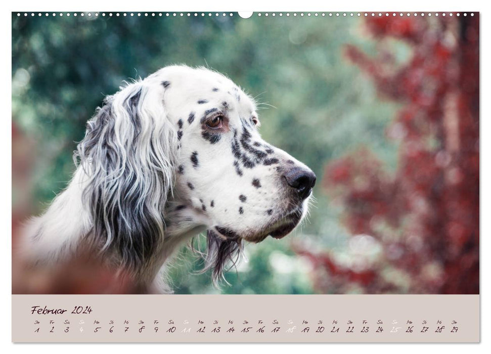 English Setter – Impressions of noble dogs (CALVENDO Premium Wall Calendar 2024) 