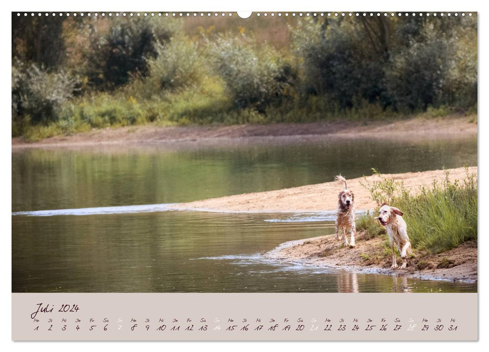 English Setter – Impressionen edler Hunde (CALVENDO Premium Wandkalender 2024)