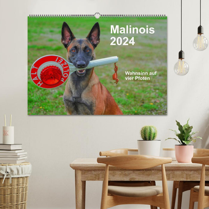 Malinois - la folie à quatre pattes (Calendrier mural CALVENDO 2024) 