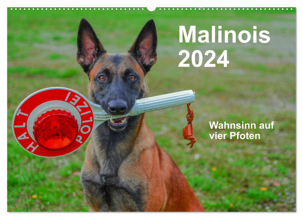 Malinois - la folie à quatre pattes (Calendrier mural CALVENDO 2024) 