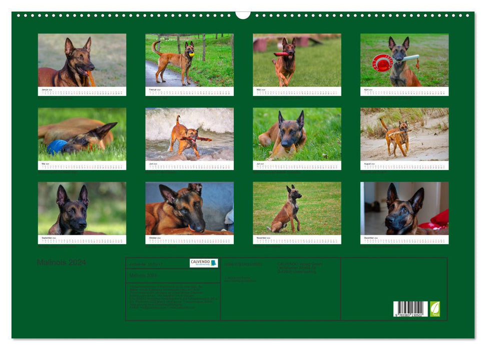 Malinois - madness on four paws (CALVENDO wall calendar 2024) 