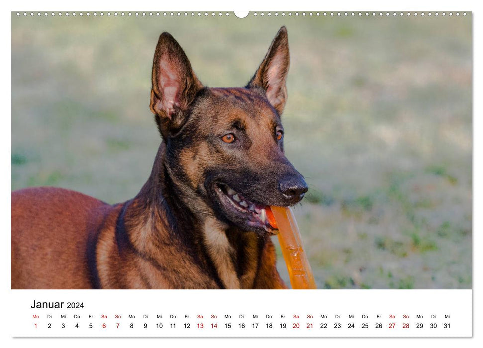 Malinois - la folie à quatre pattes (Calendrier mural CALVENDO 2024) 