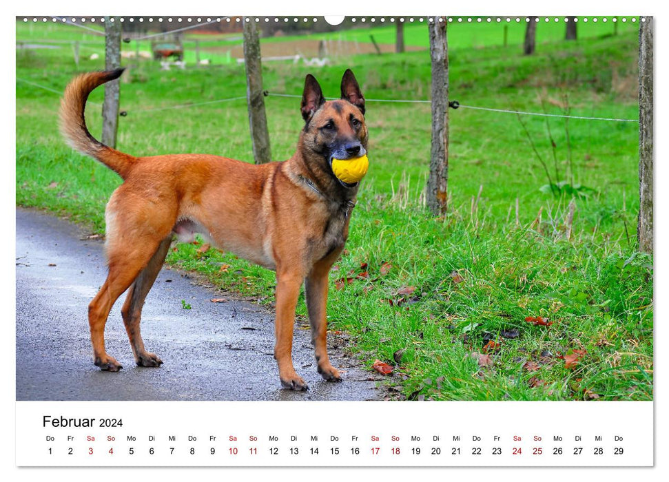 Malinois - la folie à quatre pattes (Calendrier mural CALVENDO 2024) 