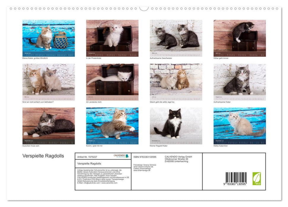 Verspielte Ragdolls -
Sanfte Katzen in seidigem Haarkleid (CALVENDO Premium Wandkalender 2024)