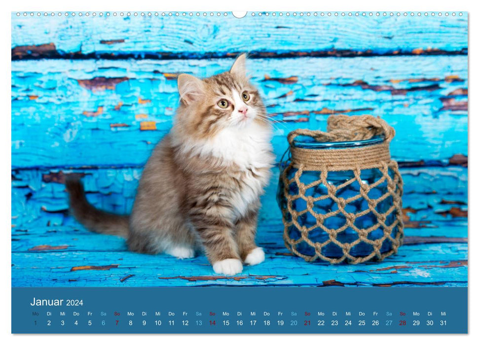 Verspielte Ragdolls -
Sanfte Katzen in seidigem Haarkleid (CALVENDO Premium Wandkalender 2024)