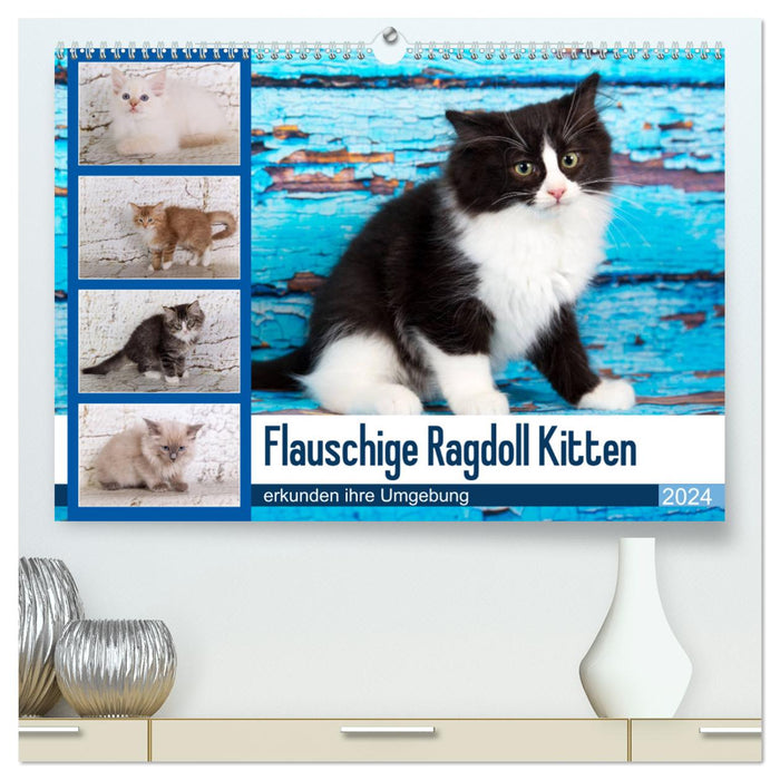 Flauschige Ragdoll Kitten (CALVENDO Premium Wandkalender 2024)