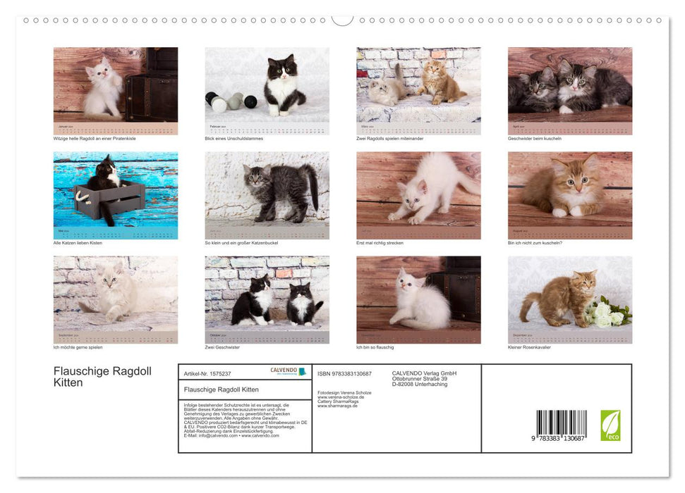 Fluffy Ragdoll Kittens (CALVENDO Premium Wall Calendar 2024) 