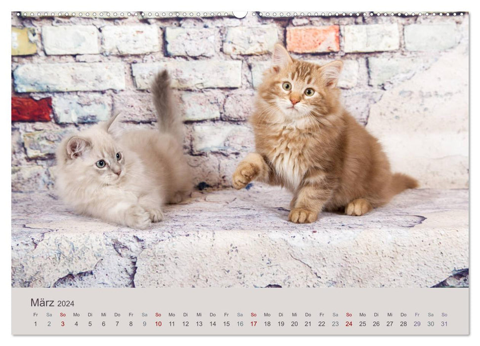 Fluffy Ragdoll Kittens (CALVENDO Premium Wall Calendar 2024) 