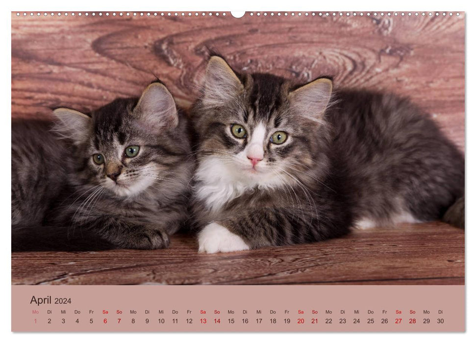 Flauschige Ragdoll Kitten (CALVENDO Premium Wandkalender 2024)