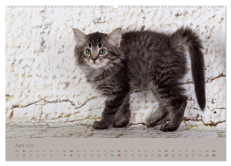 Fluffy Ragdoll Kittens (CALVENDO Premium Wall Calendar 2024) 