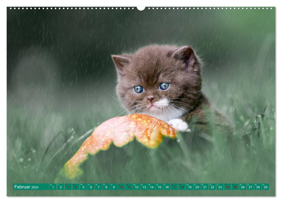 Kittens - British Shorthair (CALVENDO Premium Wall Calendar 2024) 