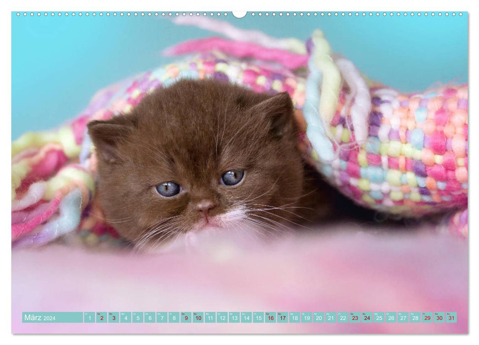 Kittens - British Shorthair (CALVENDO Premium Wall Calendar 2024) 