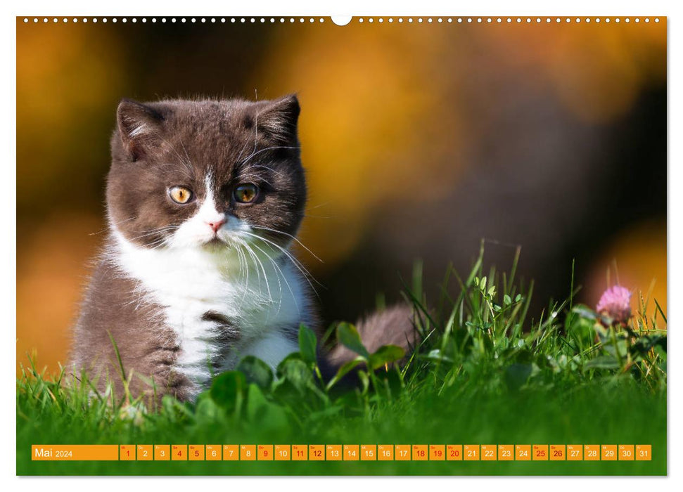 Kittens - British Shorthair (CALVENDO Premium Wall Calendar 2024) 