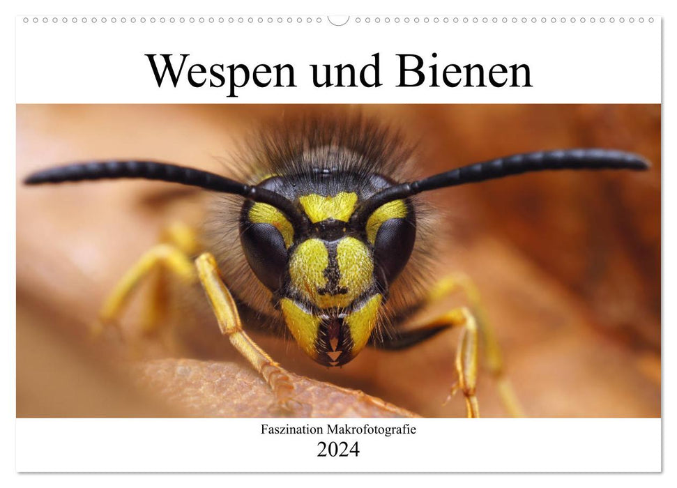Fascination pour la macrophotographie : guêpes et abeilles (calendrier mural CALVENDO 2024) 