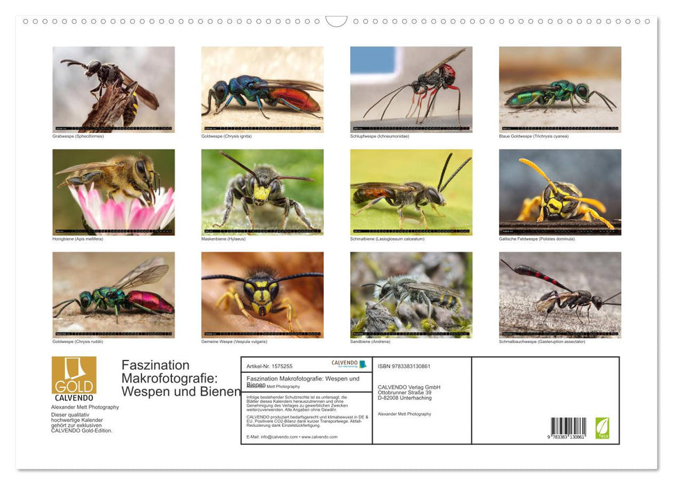 Fascination pour la macrophotographie : guêpes et abeilles (calendrier mural CALVENDO 2024) 