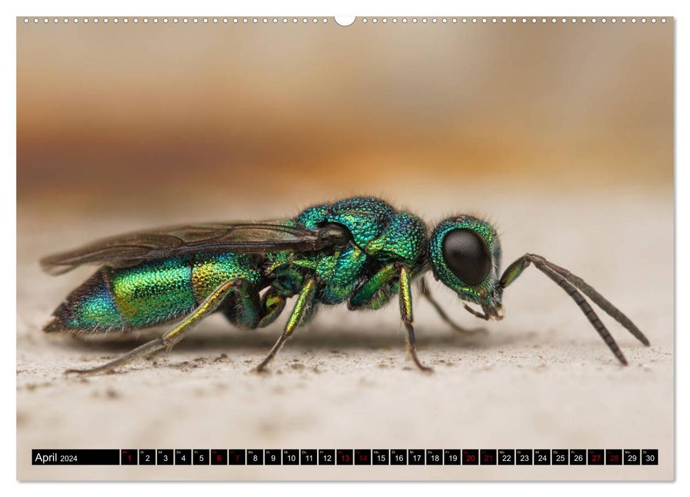 Faszination Makrofotografie: Wespen und Bienen (CALVENDO Wandkalender 2024)