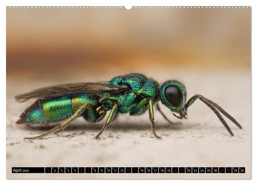 Fascination pour la macrophotographie : guêpes et abeilles (calendrier mural CALVENDO 2024) 