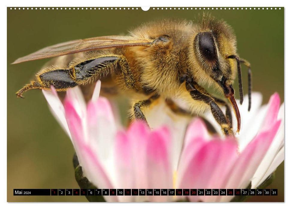 Fascination pour la macrophotographie : guêpes et abeilles (calendrier mural CALVENDO 2024) 