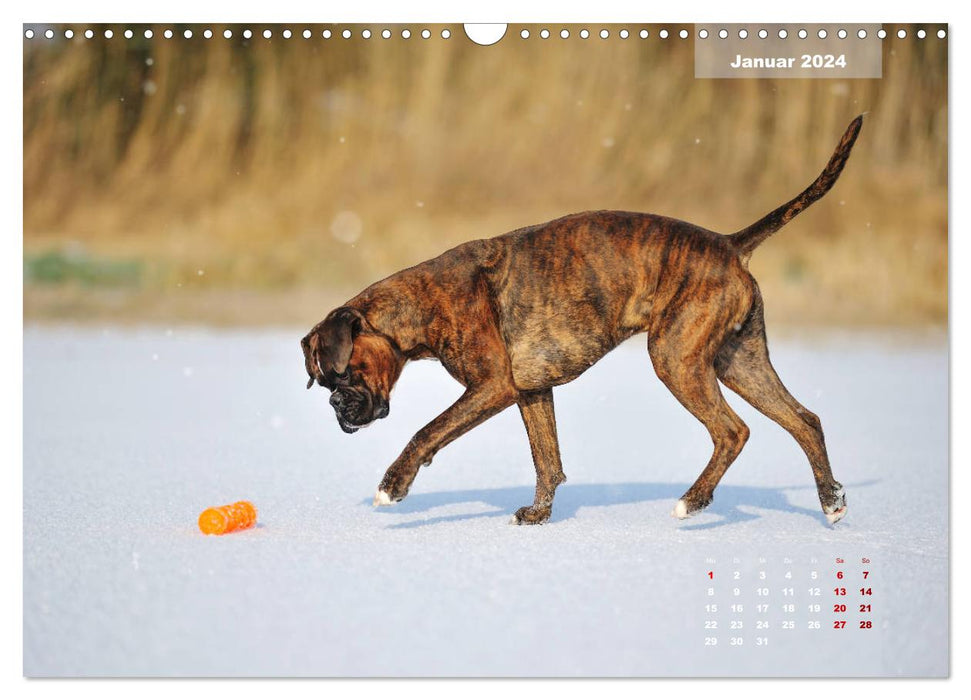 Typisch Boxer (CALVENDO Wandkalender 2024)