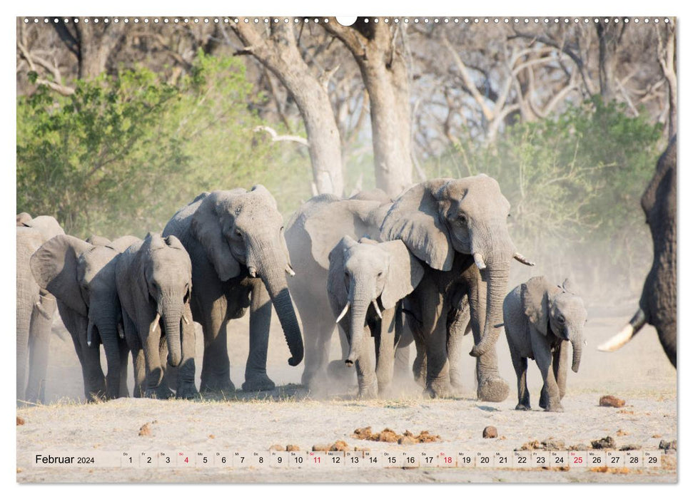 Elephants - Gentle Giants of Africa (CALVENDO Premium Wall Calendar 2024) 