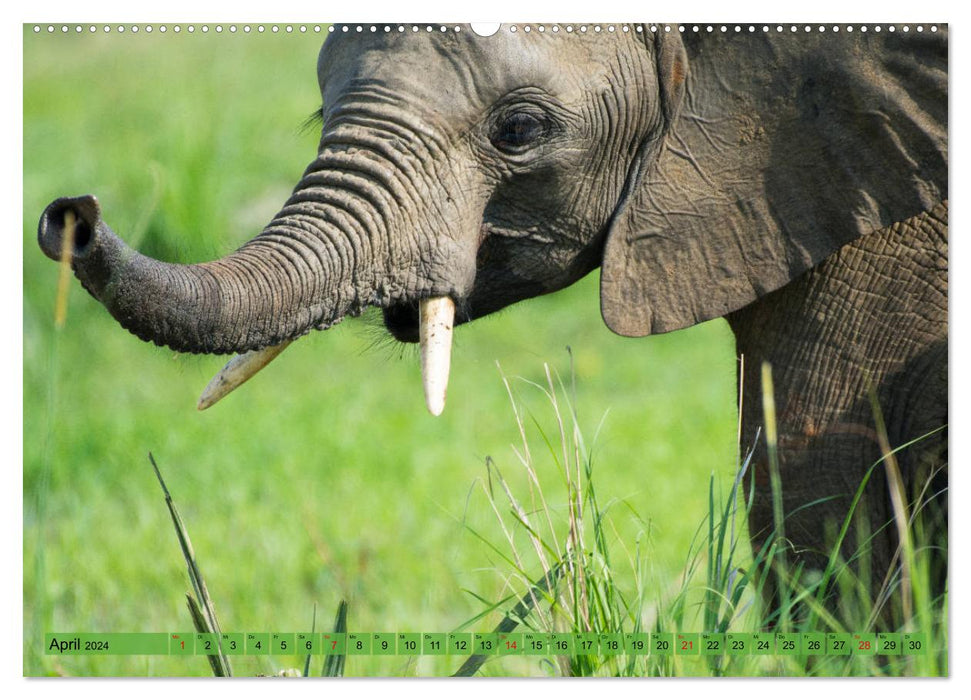 Elephants - Gentle Giants of Africa (CALVENDO Premium Wall Calendar 2024) 