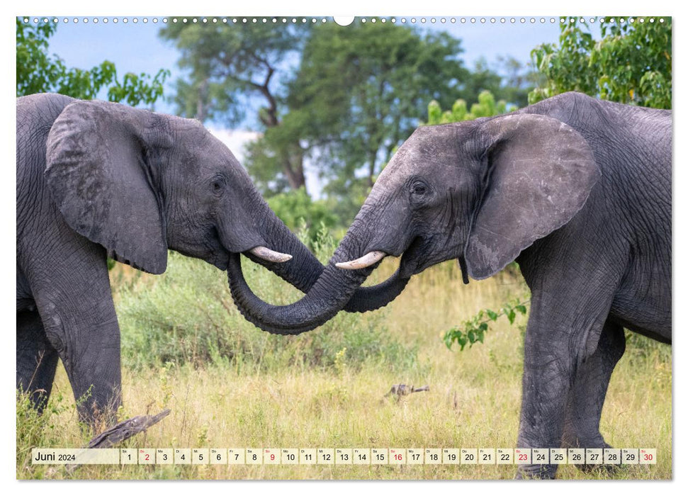 Elephants - Gentle Giants of Africa (CALVENDO Premium Wall Calendar 2024) 