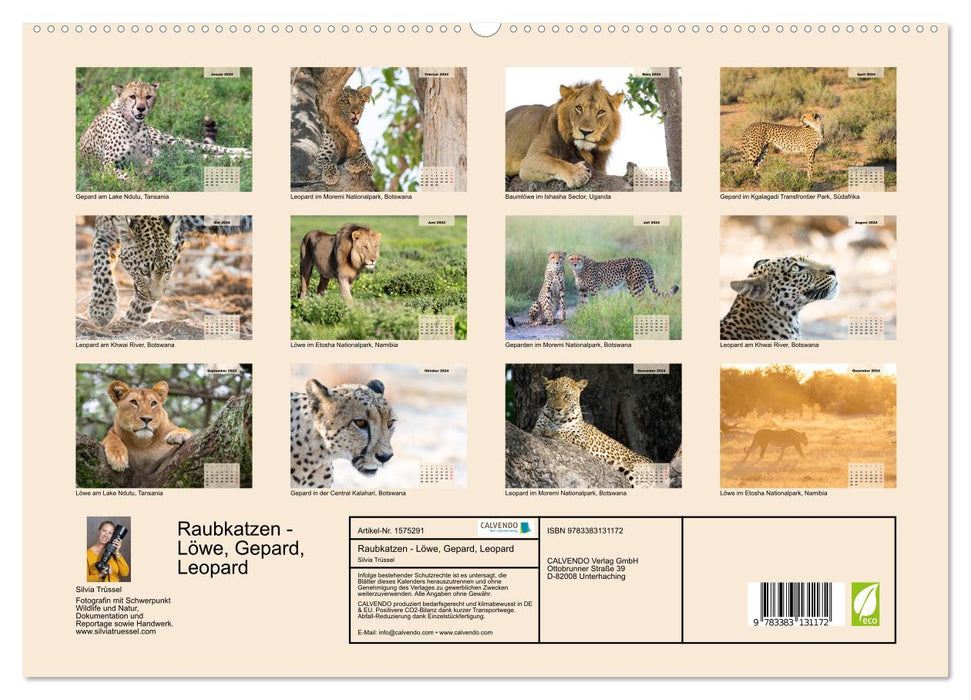 Raubkatzen - Löwe, Gepard, Leopard (CALVENDO Premium Wandkalender 2024)
