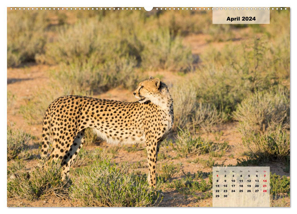 Big cats - lion, cheetah, leopard (CALVENDO Premium wall calendar 2024) 