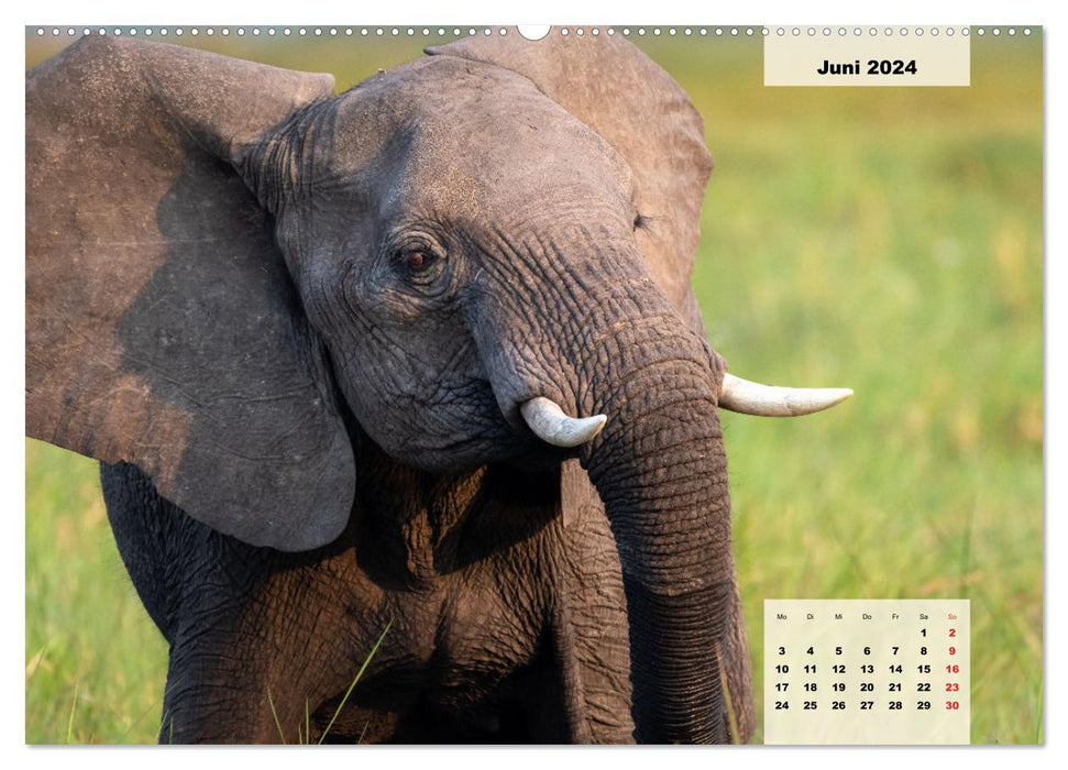 Magical Namibia - animals and landscapes (CALVENDO Premium Wall Calendar 2024) 