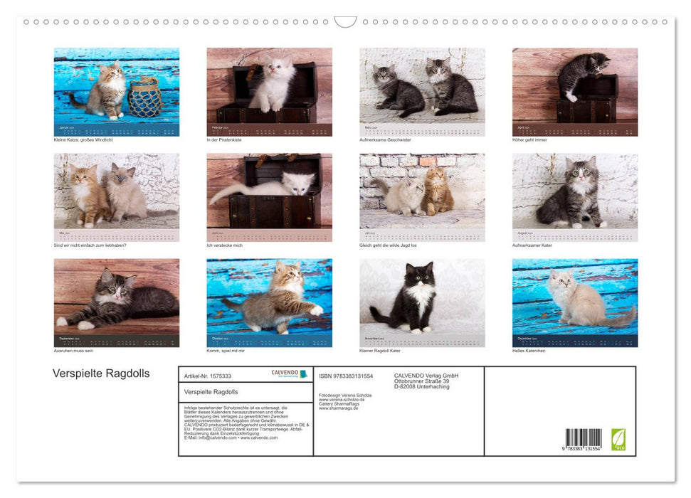 Ragdolls ludiques -
 Chats doux au pelage soyeux (Calendrier mural CALVENDO 2024) 