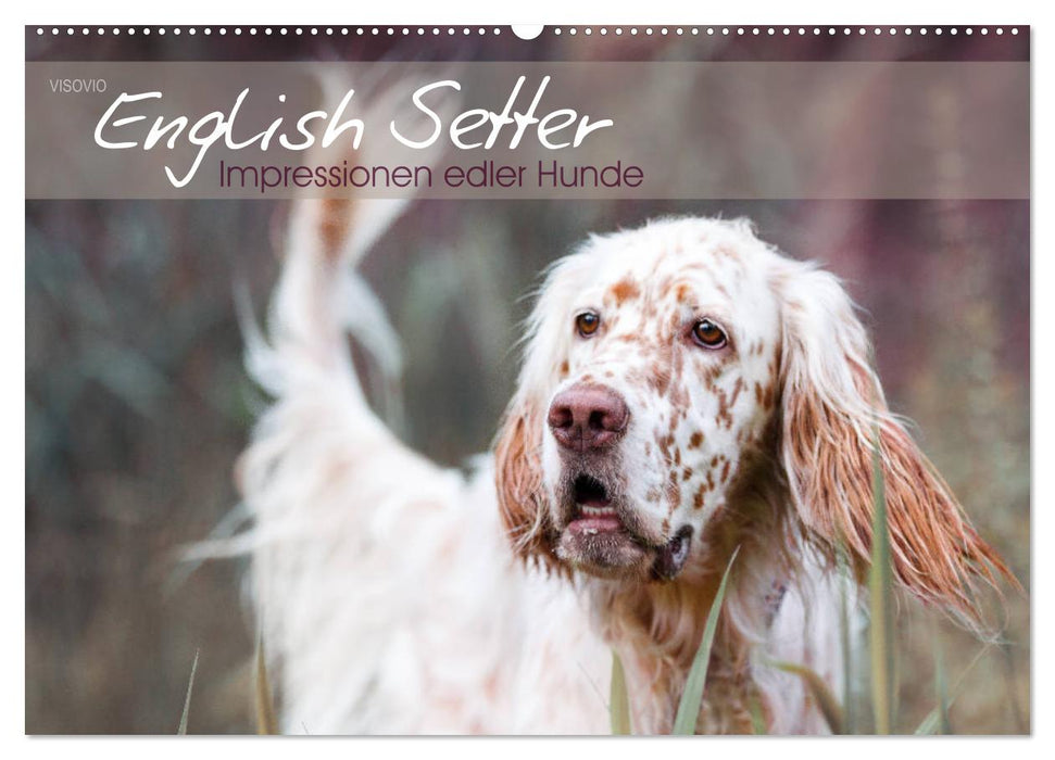 English Setter – Impressionen edler Hunde (CALVENDO Wandkalender 2024)