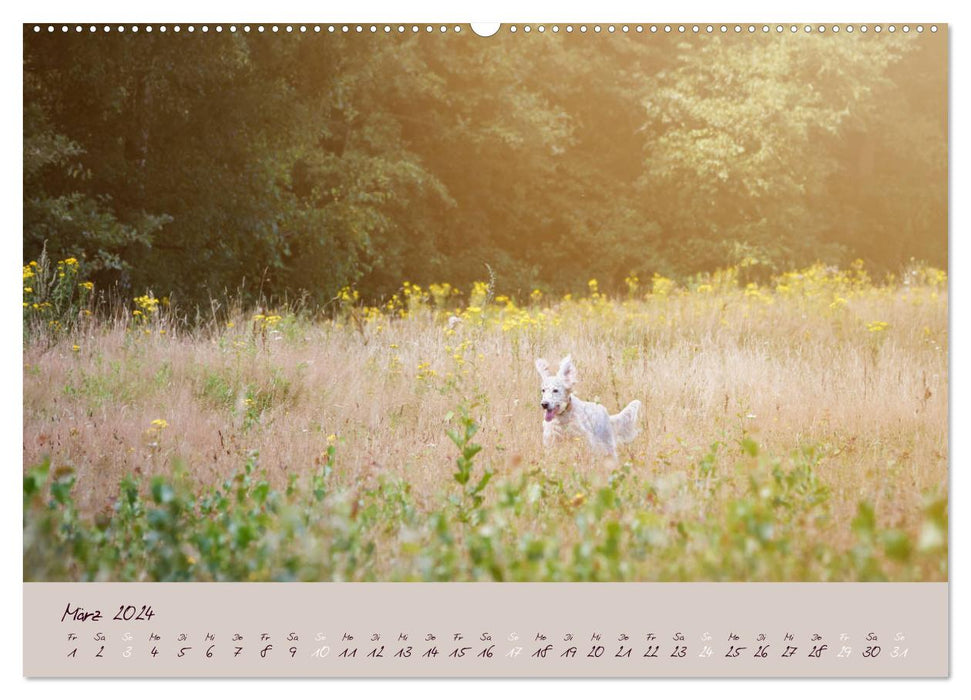 English Setter – Impressionen edler Hunde (CALVENDO Wandkalender 2024)