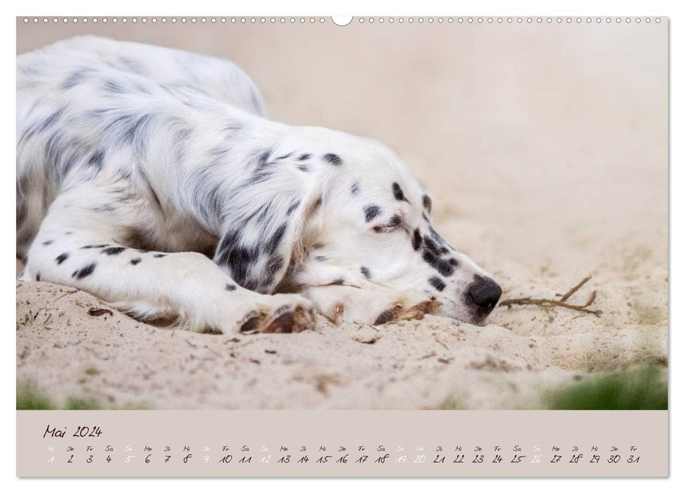 English Setter – impressions of noble dogs (CALVENDO wall calendar 2024) 