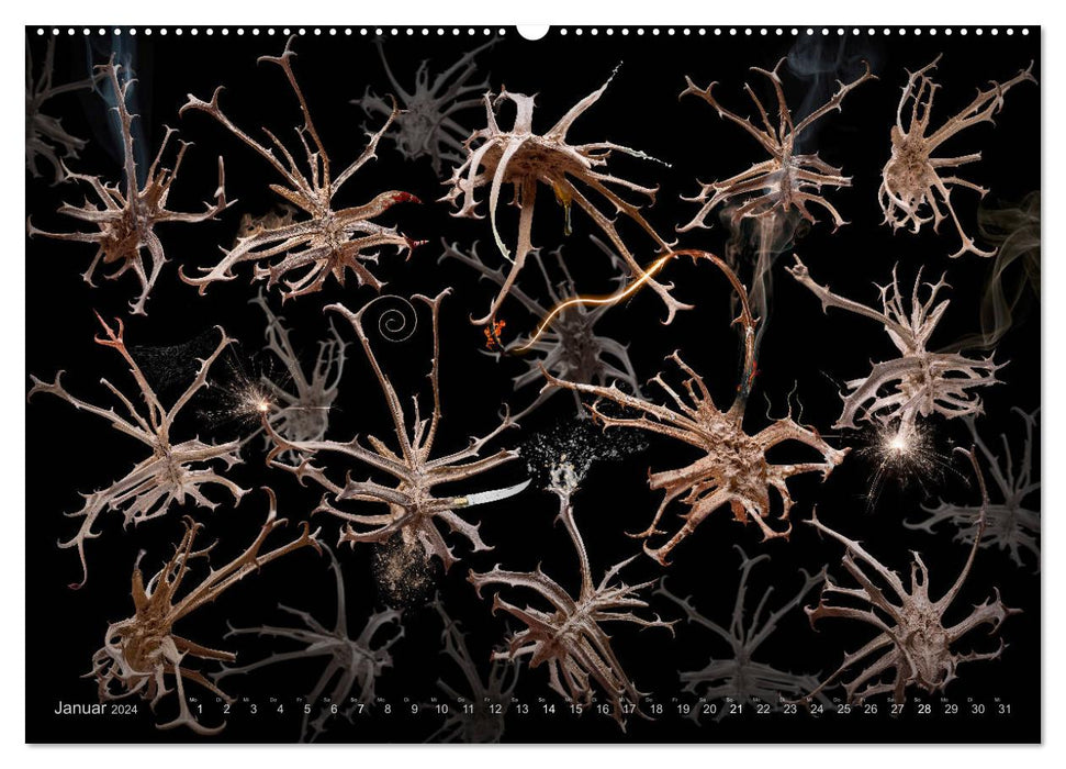 Flora diabola - The wondrous world of photo designer Olaf Bruhn (CALVENDO Premium Wall Calendar 2024) 
