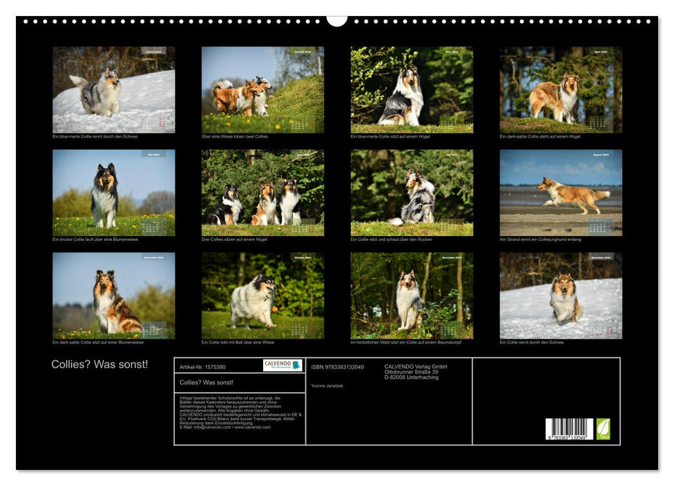 Collies? What else! (CALVENDO wall calendar 2024) 