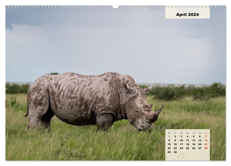 Magical Namibia - animals and landscapes (CALVENDO wall calendar 2024) 