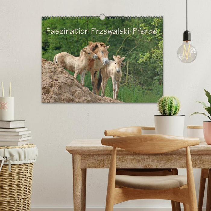 Fascination pour les chevaux de Przewalski (calendrier mural CALVENDO 2024) 