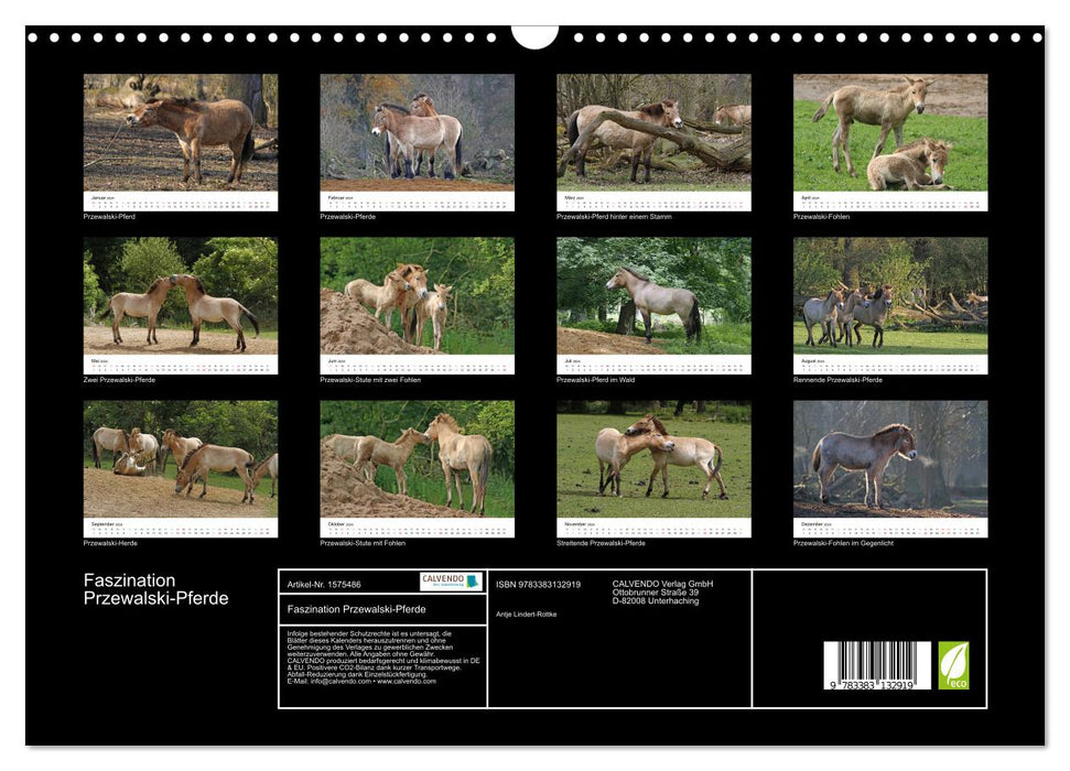 Faszination Przewalski-Pferde (CALVENDO Wandkalender 2024)