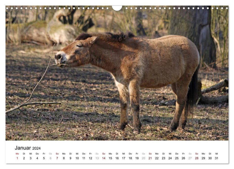 Fascination pour les chevaux de Przewalski (calendrier mural CALVENDO 2024) 