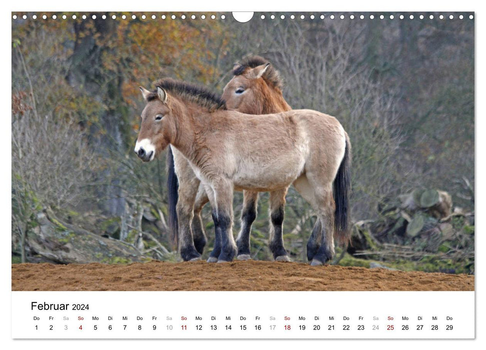 Fascination pour les chevaux de Przewalski (calendrier mural CALVENDO 2024) 