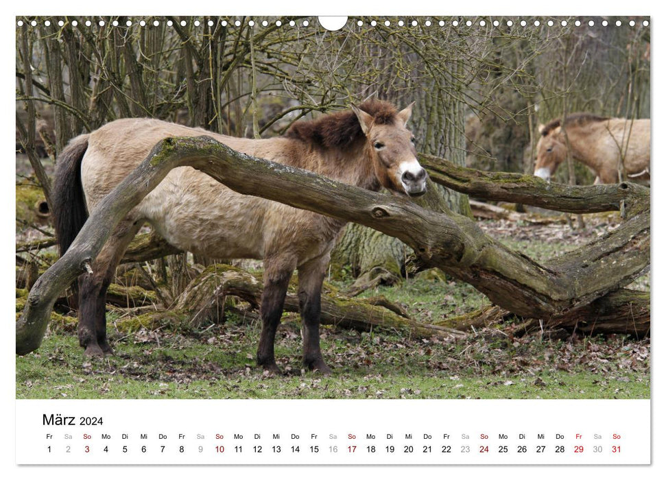 Fascination pour les chevaux de Przewalski (calendrier mural CALVENDO 2024) 